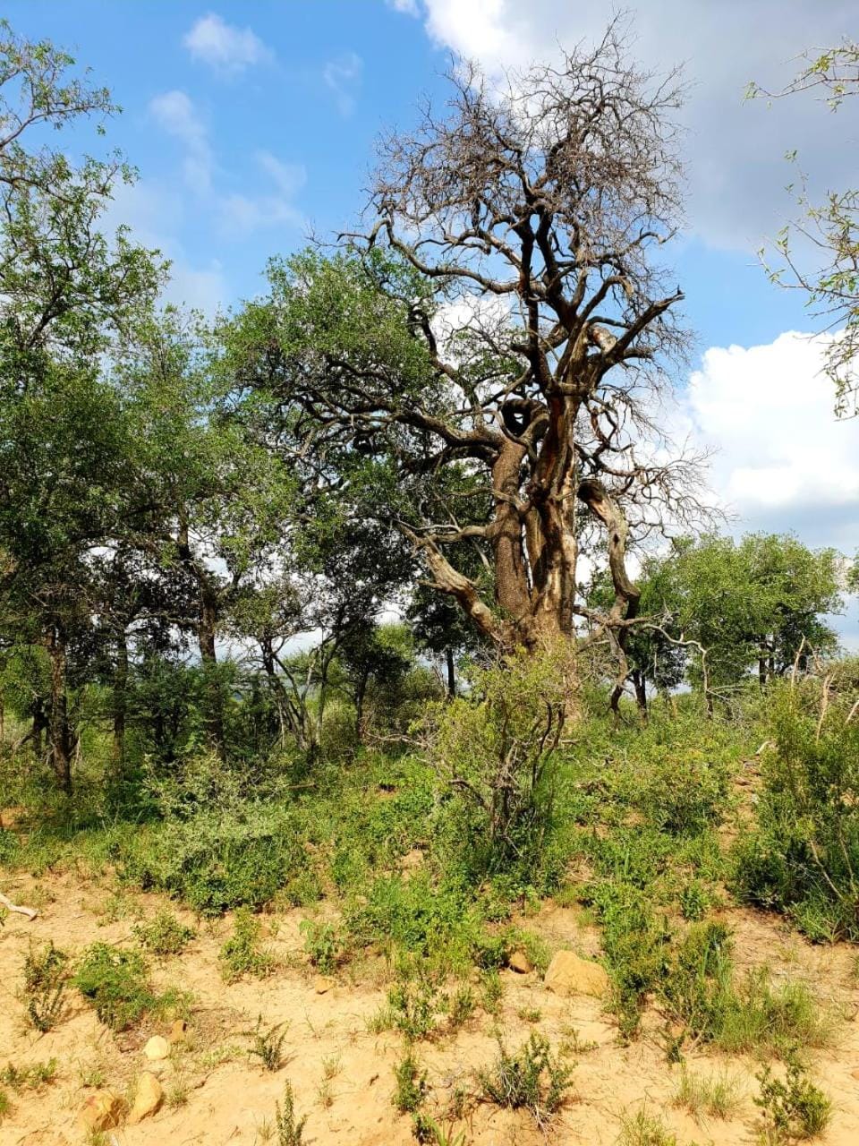 Natural landscape