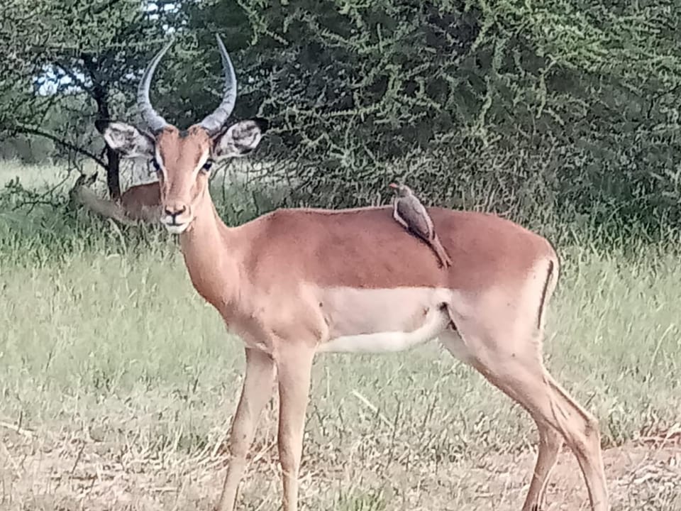Animals