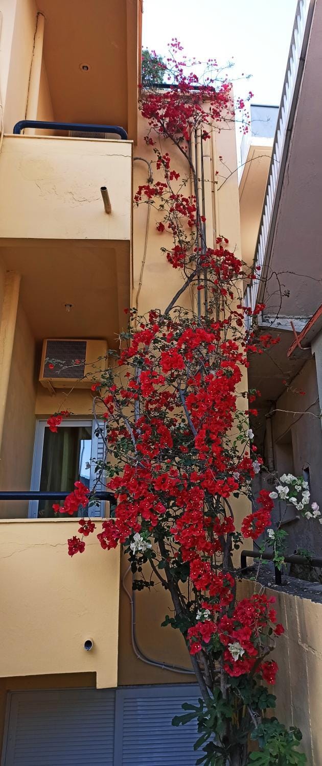 Drosia Hotel Hotel in Crete Region
