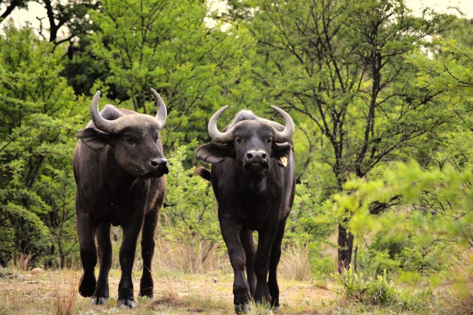 Buffalo House @Bankenkloof Private Game Reserve House in Gauteng