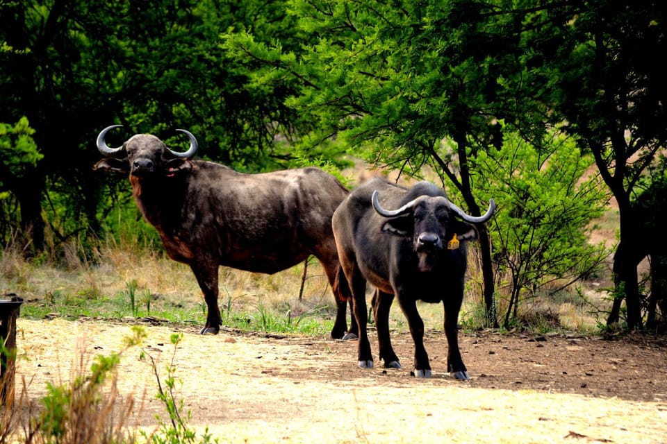 Buffalo House @Bankenkloof Private Game Reserve House in Gauteng
