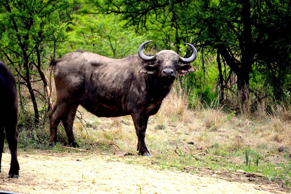 Buffalo House @Bankenkloof Private Game Reserve House in Gauteng
