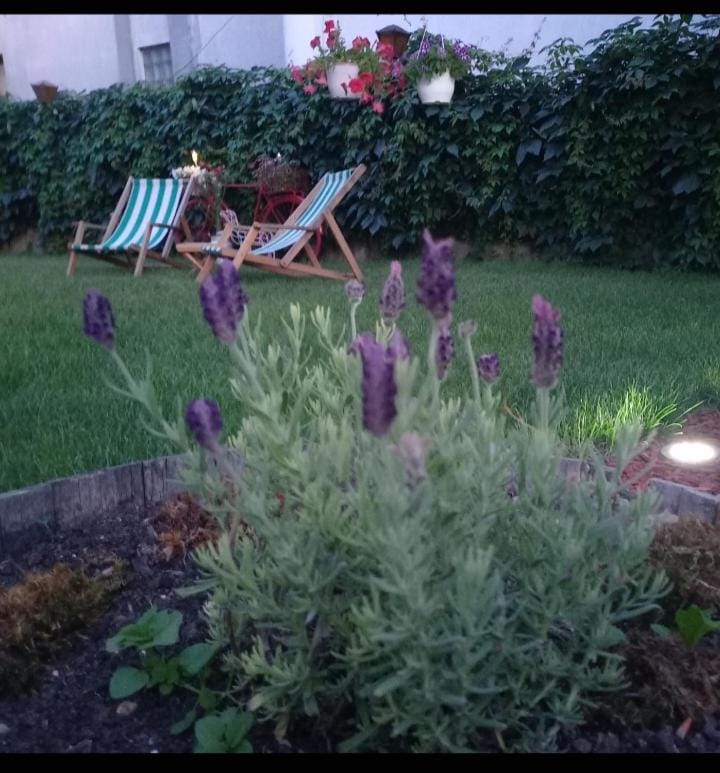 Spring, Day, Garden, Garden view, sunbed