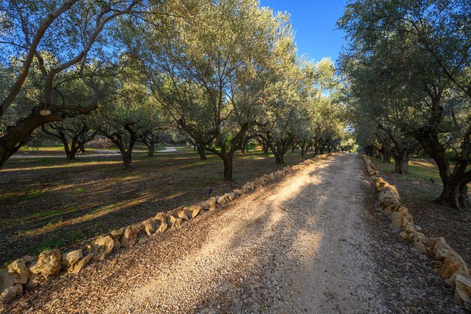 The Olive Retreat Villa pool treehouse sleeps 10 Villa in Messenia