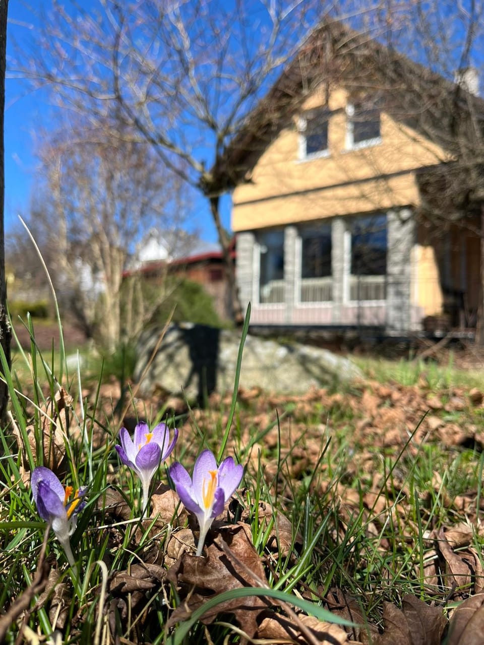 Property building, Spring, Garden