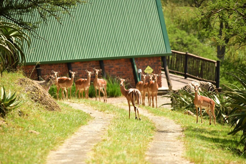Property building, Animals