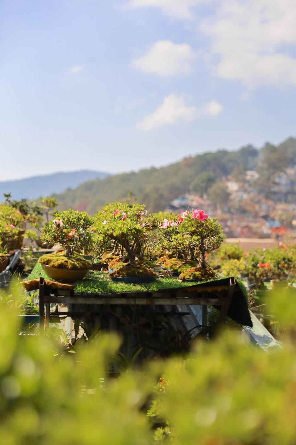 Ziczac Homestay Đà Lạt Vacation rental in Dalat