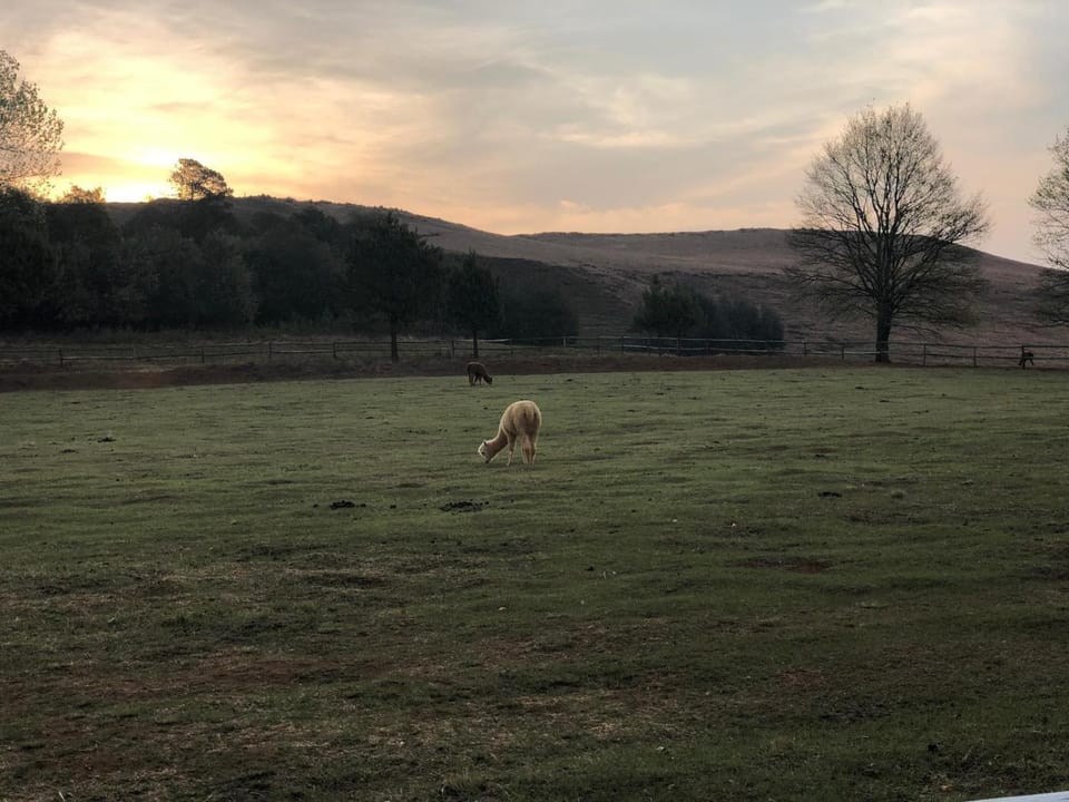 Property building, Animals, Pets, Sunset