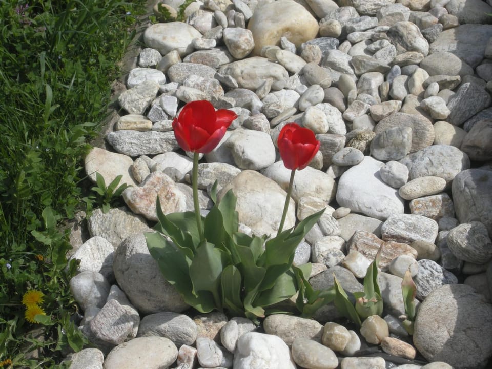 Spring, Natural landscape, On site