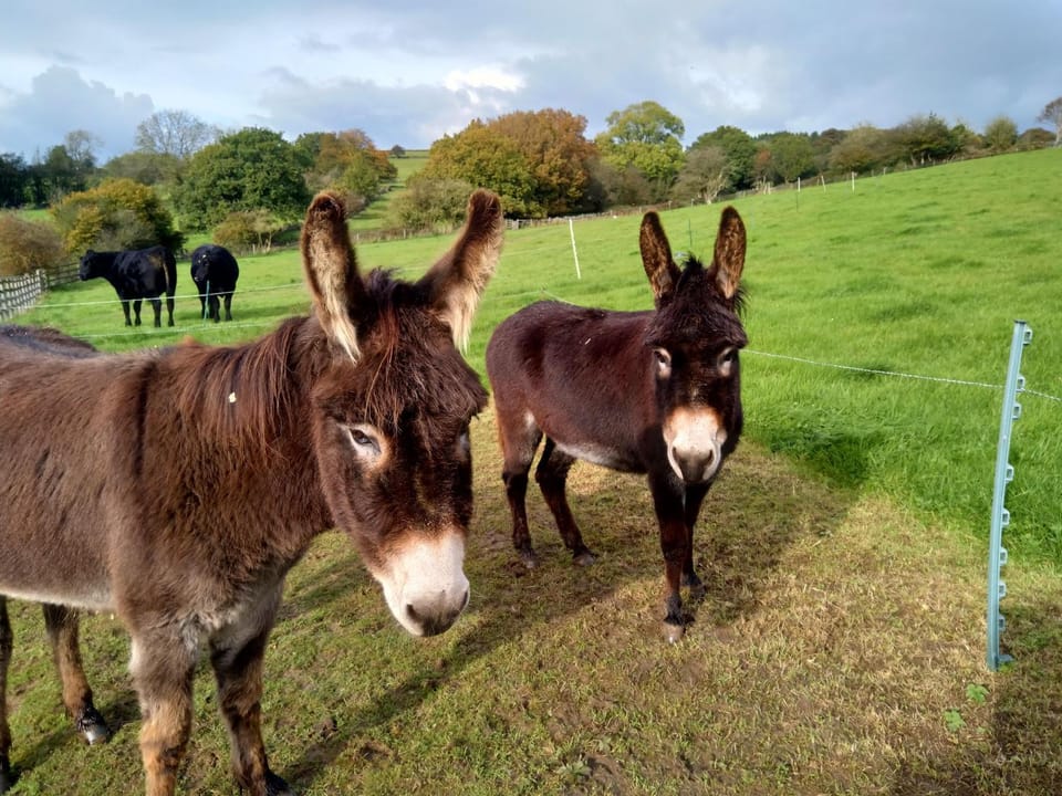 Natural landscape, Animals, On site