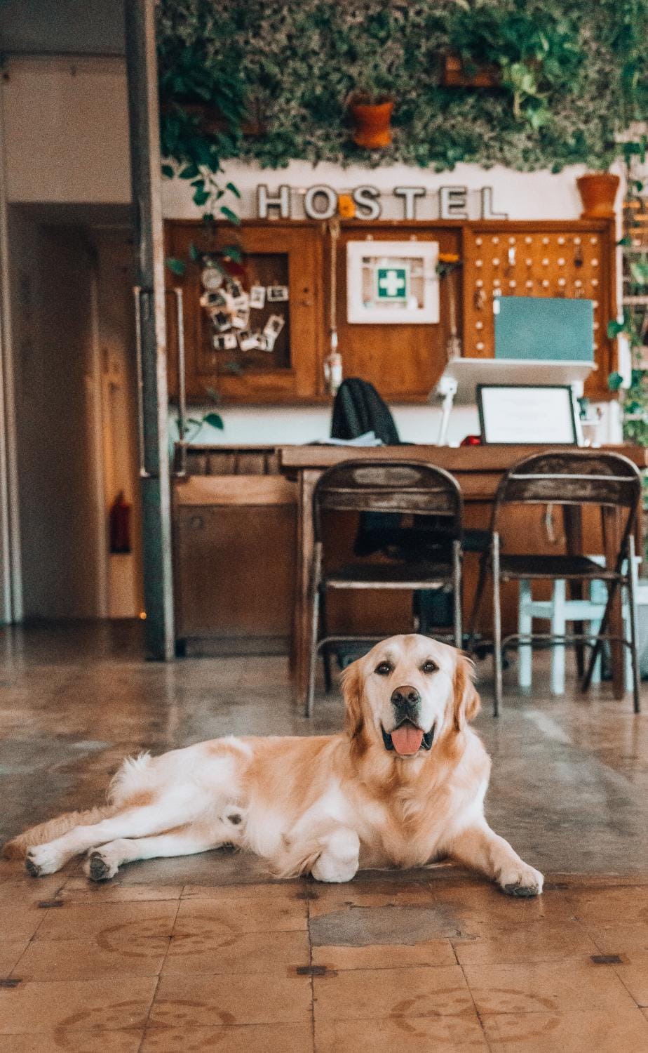 Lobby or reception, Pets