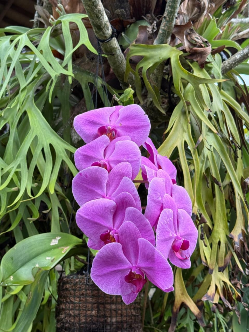 Day, Garden, Garden view