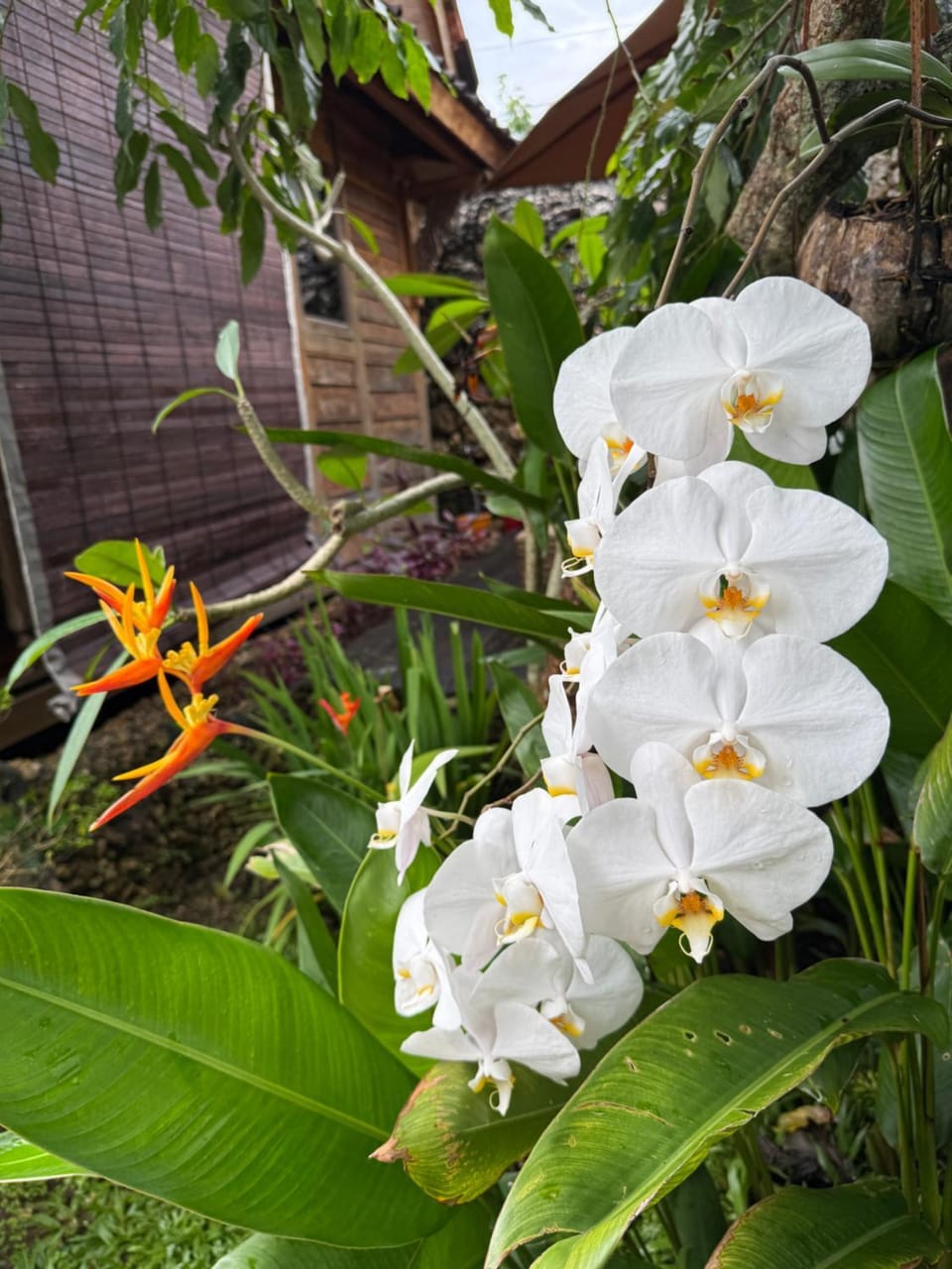 Day, Garden, Garden view