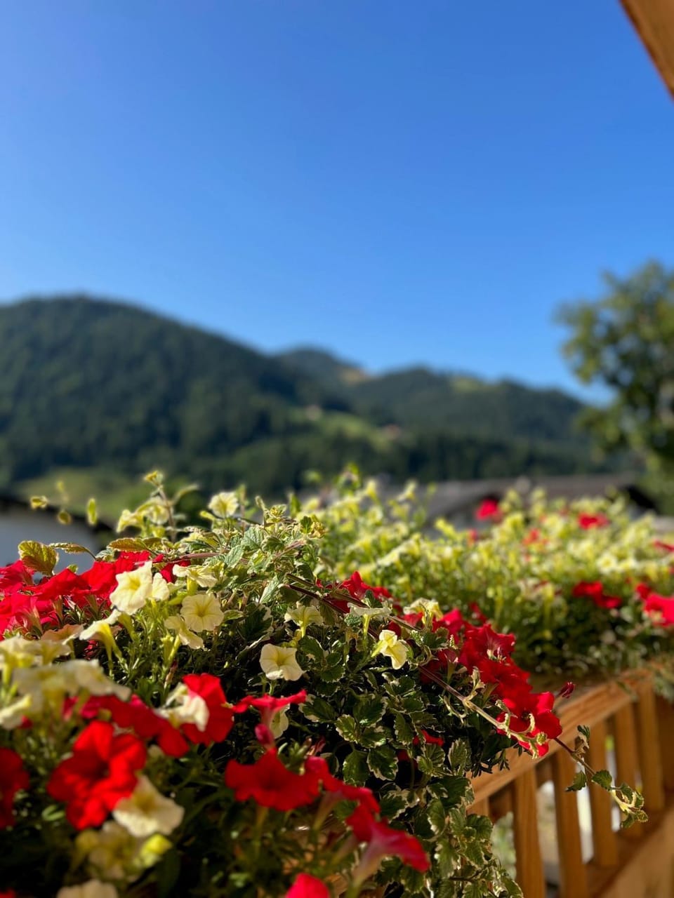 Spring, Day, Natural landscape, Garden view, Mountain view