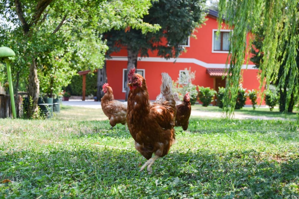 Animals