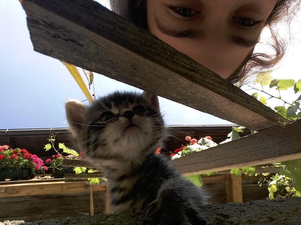 Pets