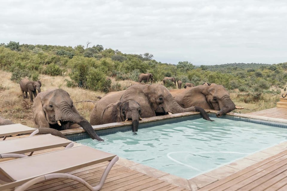 Animals, Pool view, Swimming pool