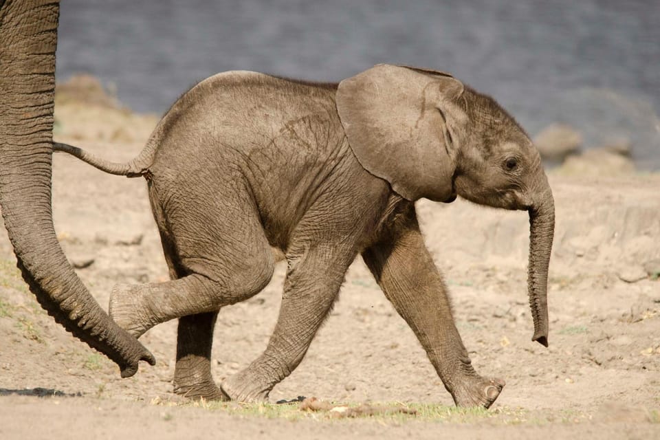 Animals
