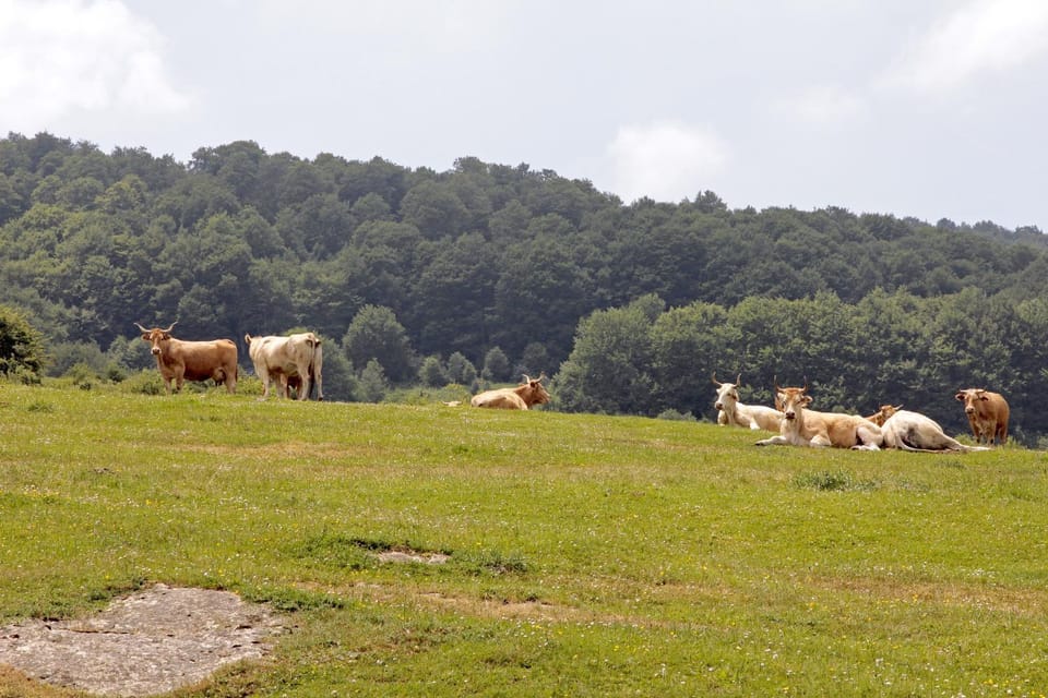 Day, Animals