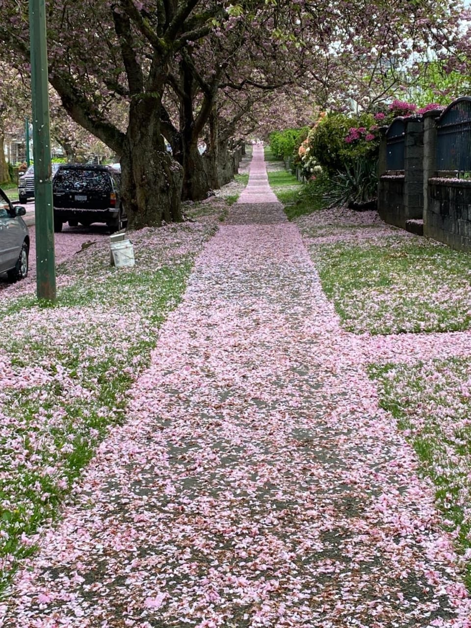 Spring, Natural landscape, Street view