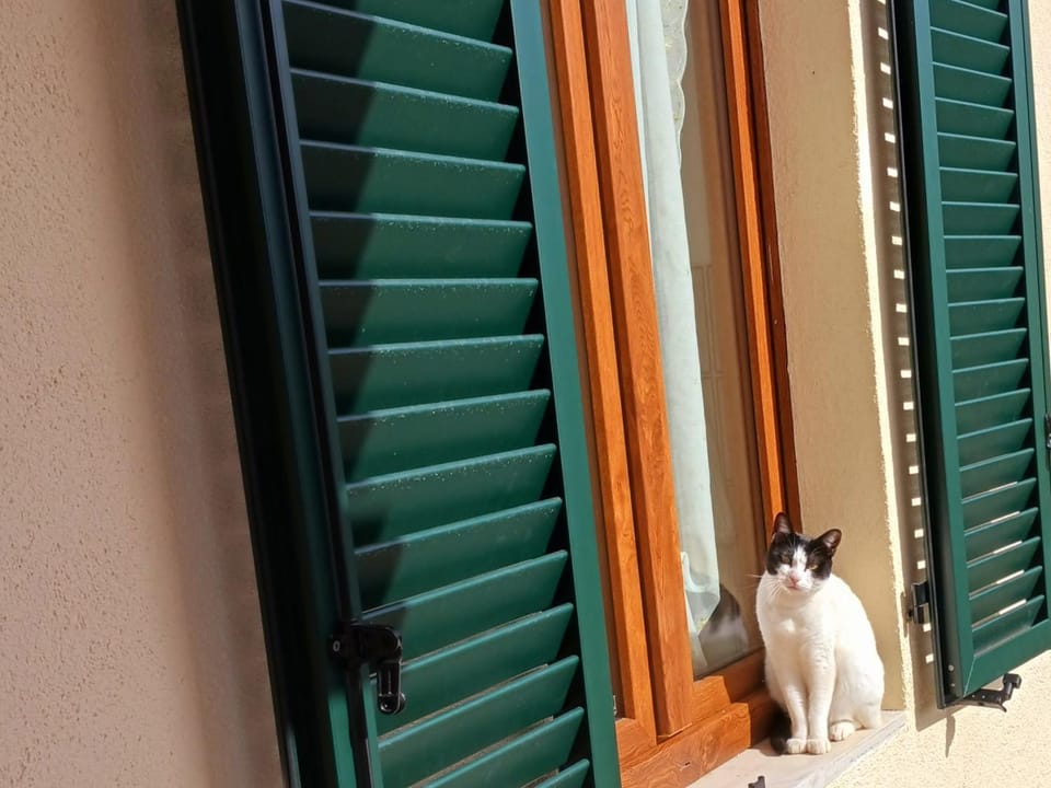 Property building, Pets