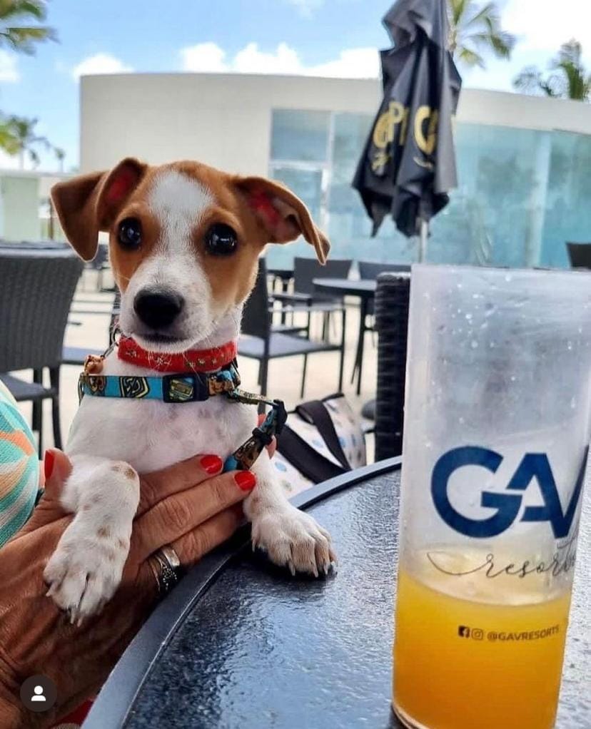 Pets, Drinks