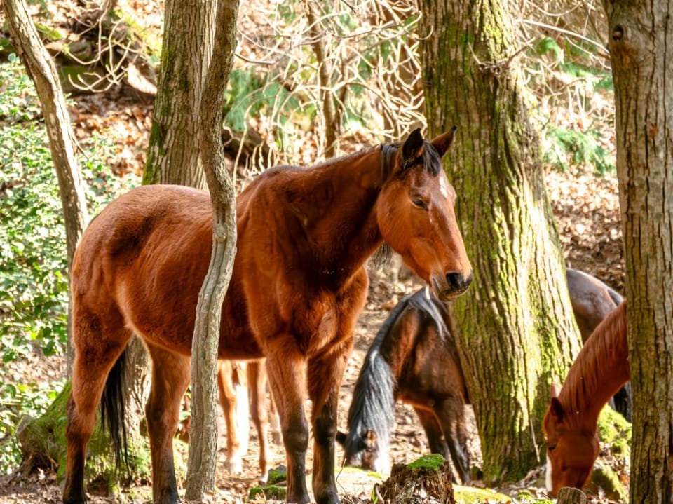 Monte Brugiana Centro trekking a cavallo Country House in Province of Massa and Carrara