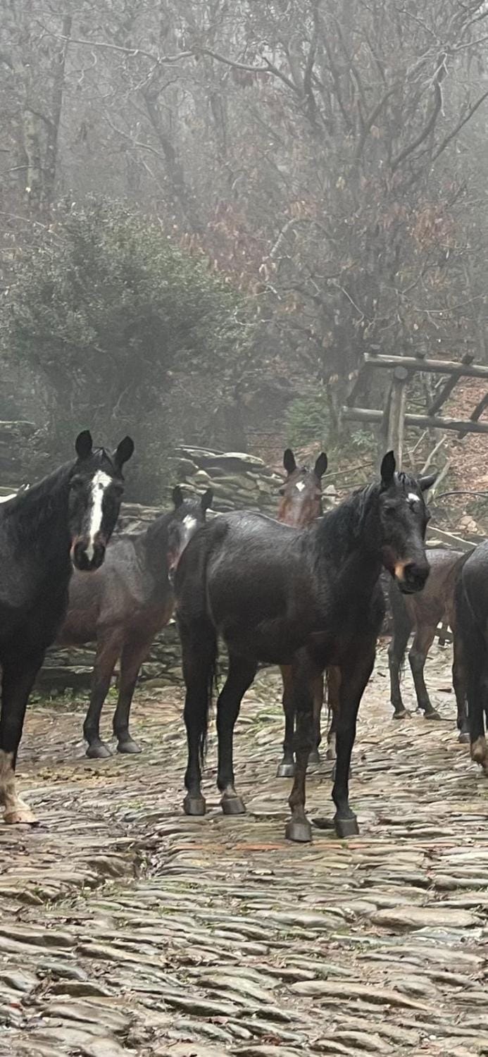 Monte Brugiana Centro trekking a cavallo Country House in Province of Massa and Carrara