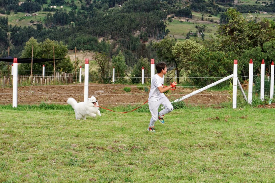 Animals