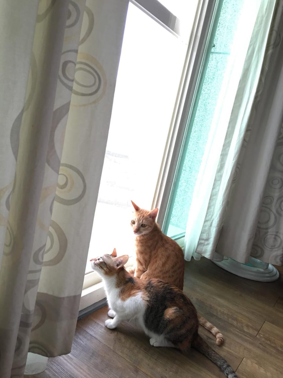 Animals, Pets