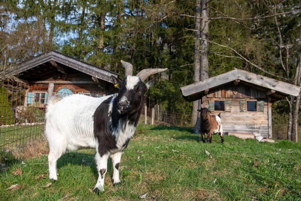 Knoglerhof inkl. Chiemgaukarte Apartment in Ruhpolding