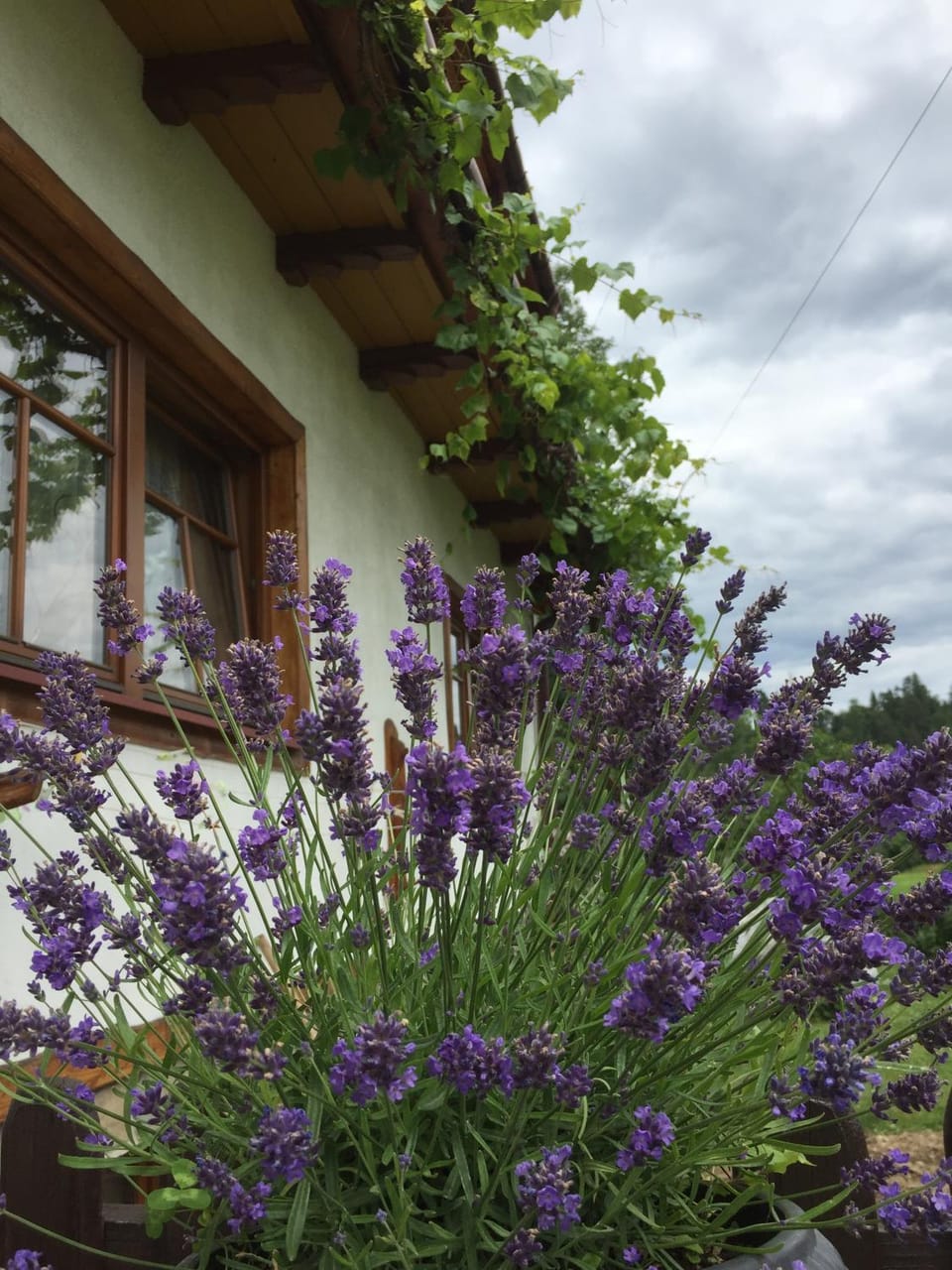 Garden view