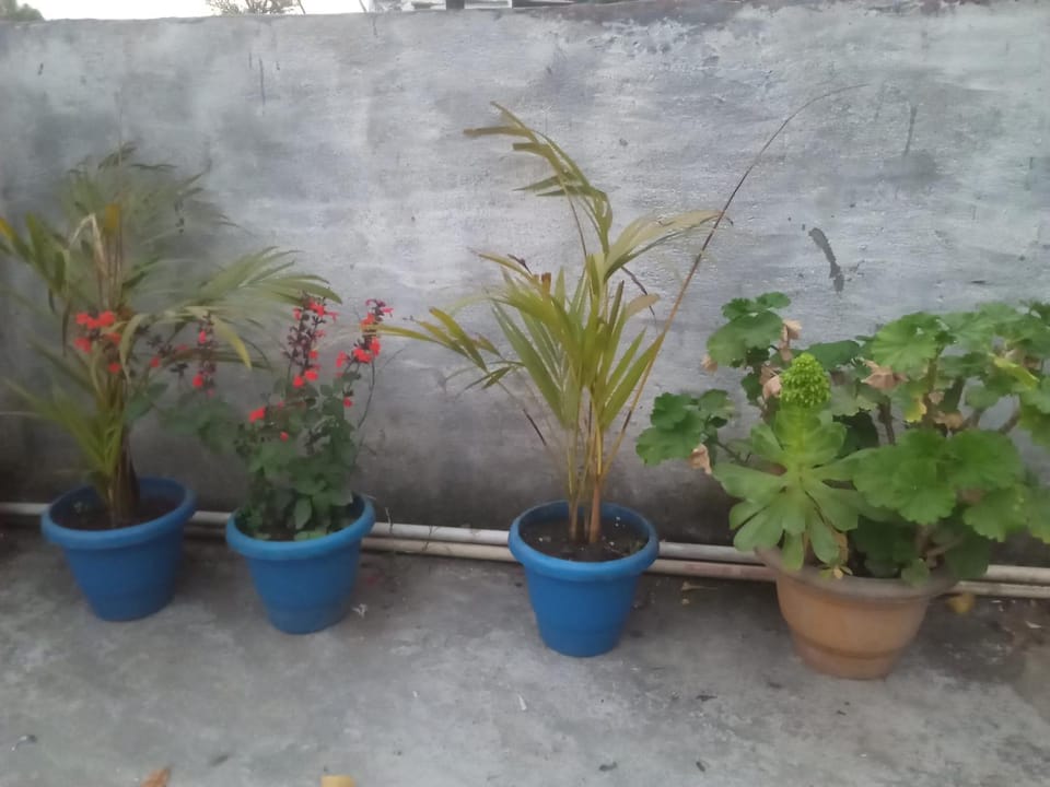 Garden view