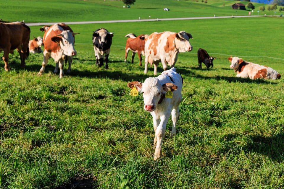 Oberaschenauer-Hof inkl. Chiemgaukarte Farm Stay in Ruhpolding