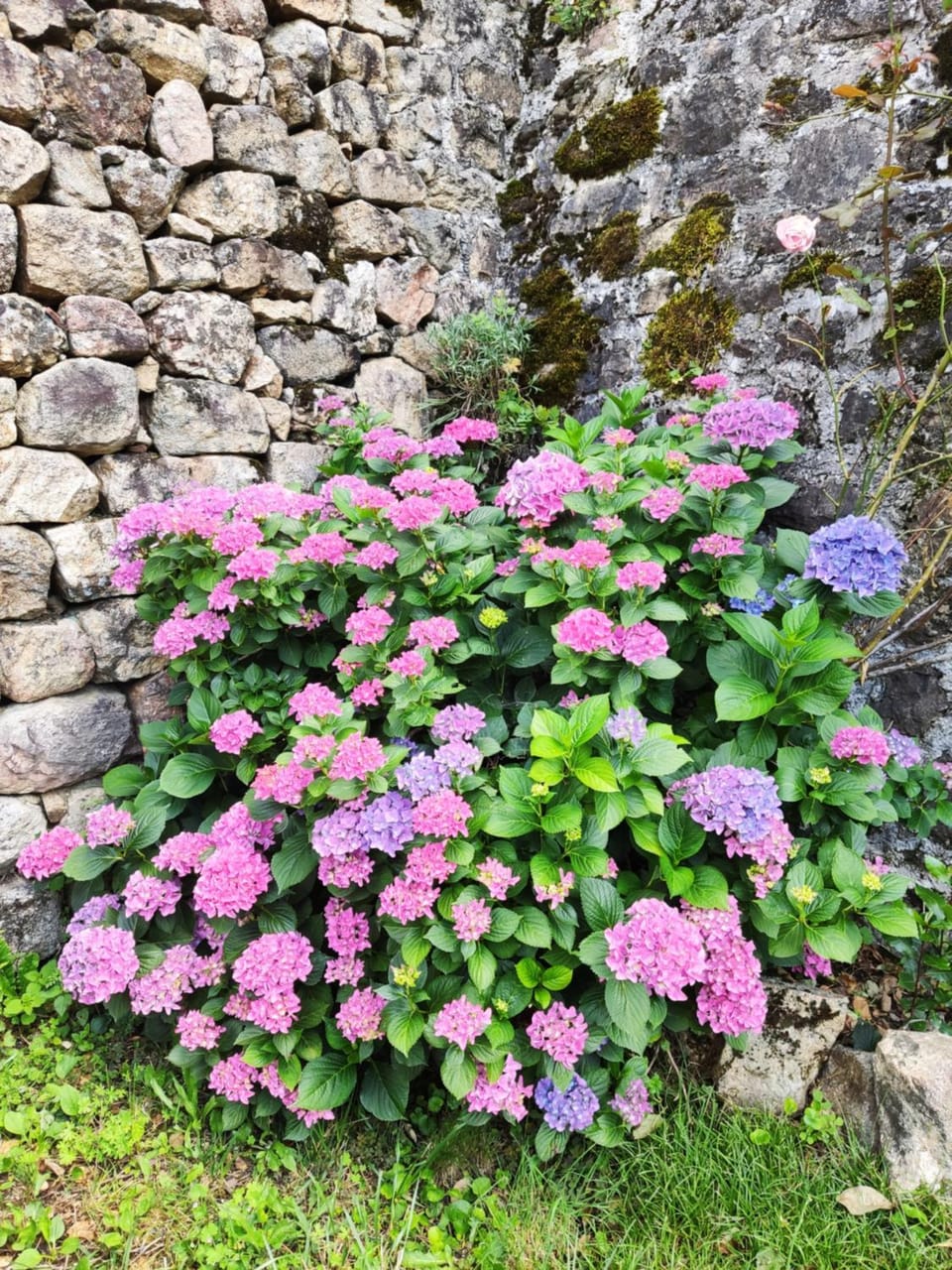 Spring, Garden