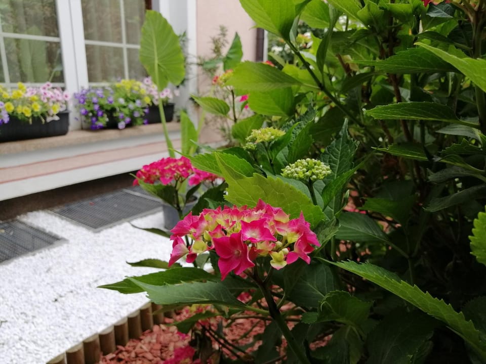 Penzion Zeleni Kakadu Bed and Breakfast in Slovenia