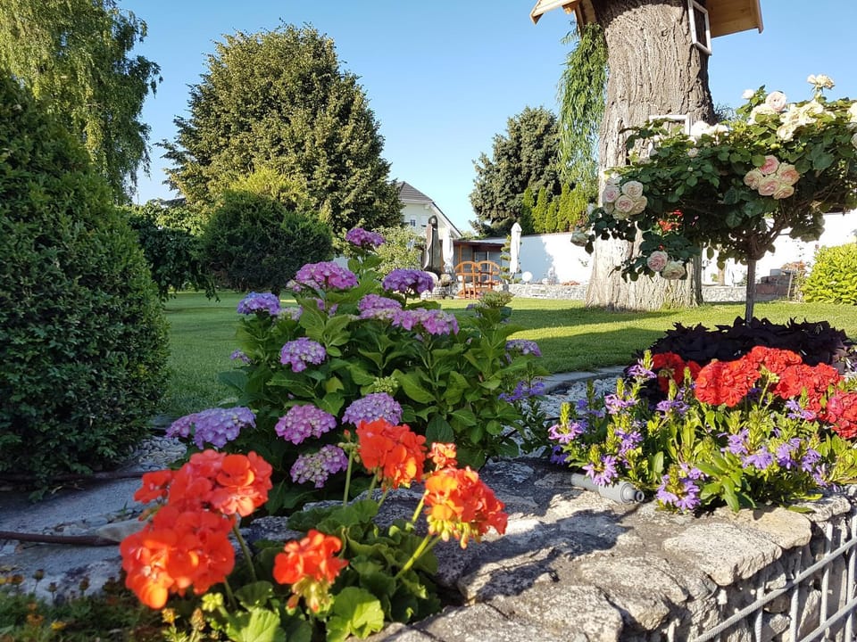 Patio, Garden