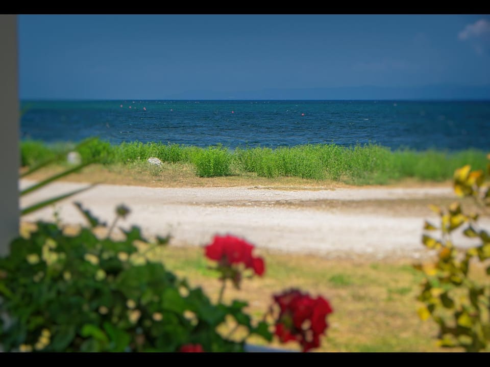 Day, Natural landscape, Garden, Beach