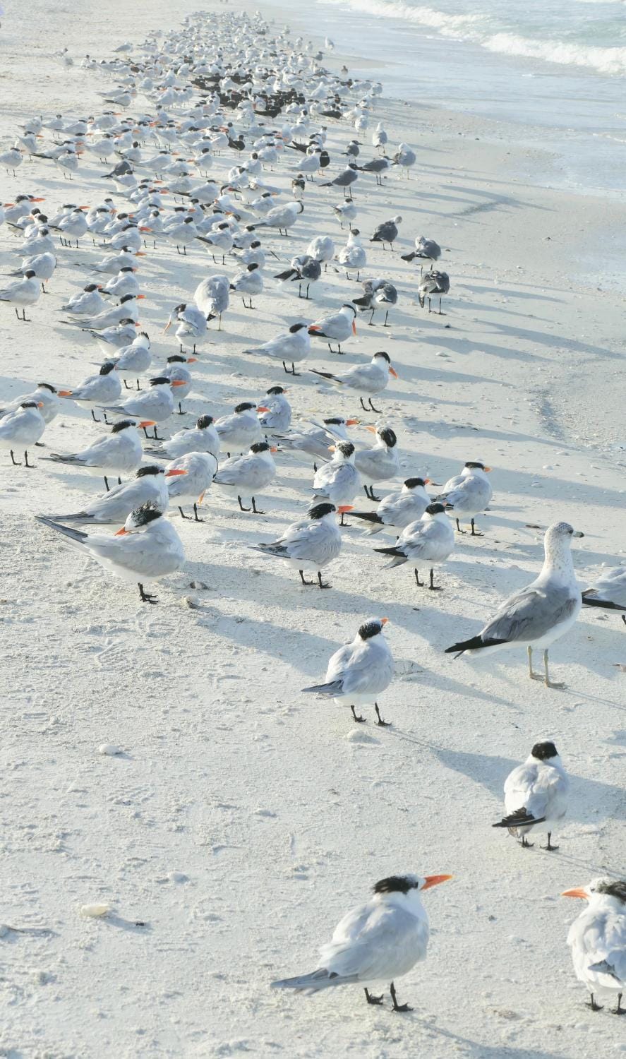 2 Bed South End Beachfront Condo at Popular Seawinds Apartment in Marco Island