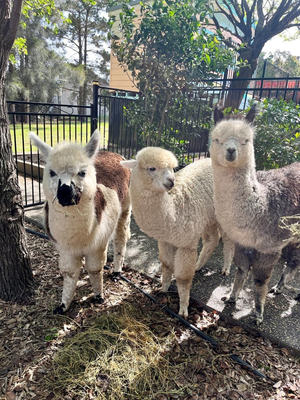 Animals