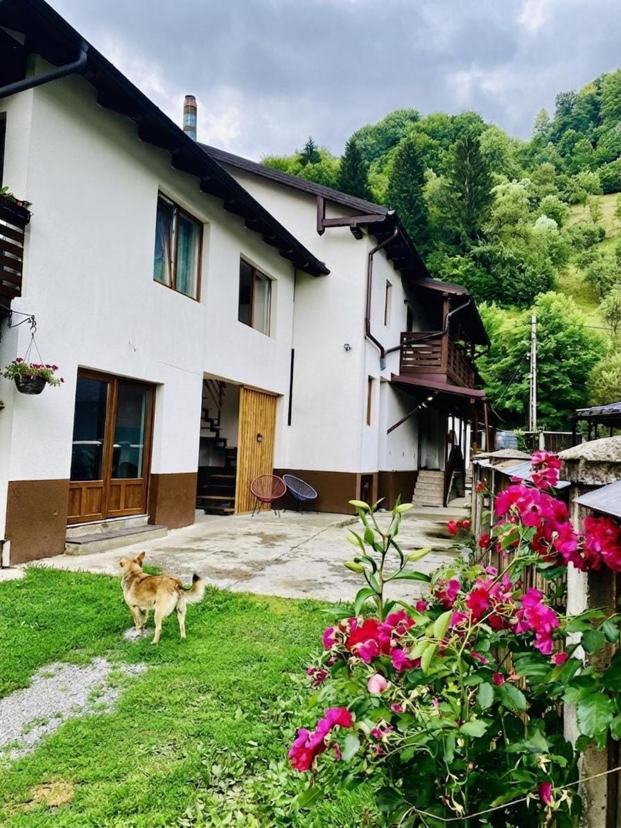 Pensiunea Barsan Bed and Breakfast in Romania