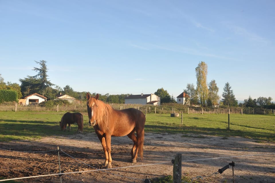 Animals
