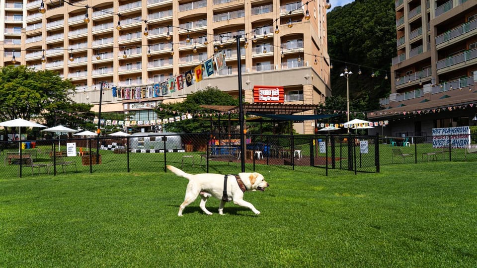 Sono Pet Clubs & Resorts VivaldiPark Resort in Gyeonggi-do