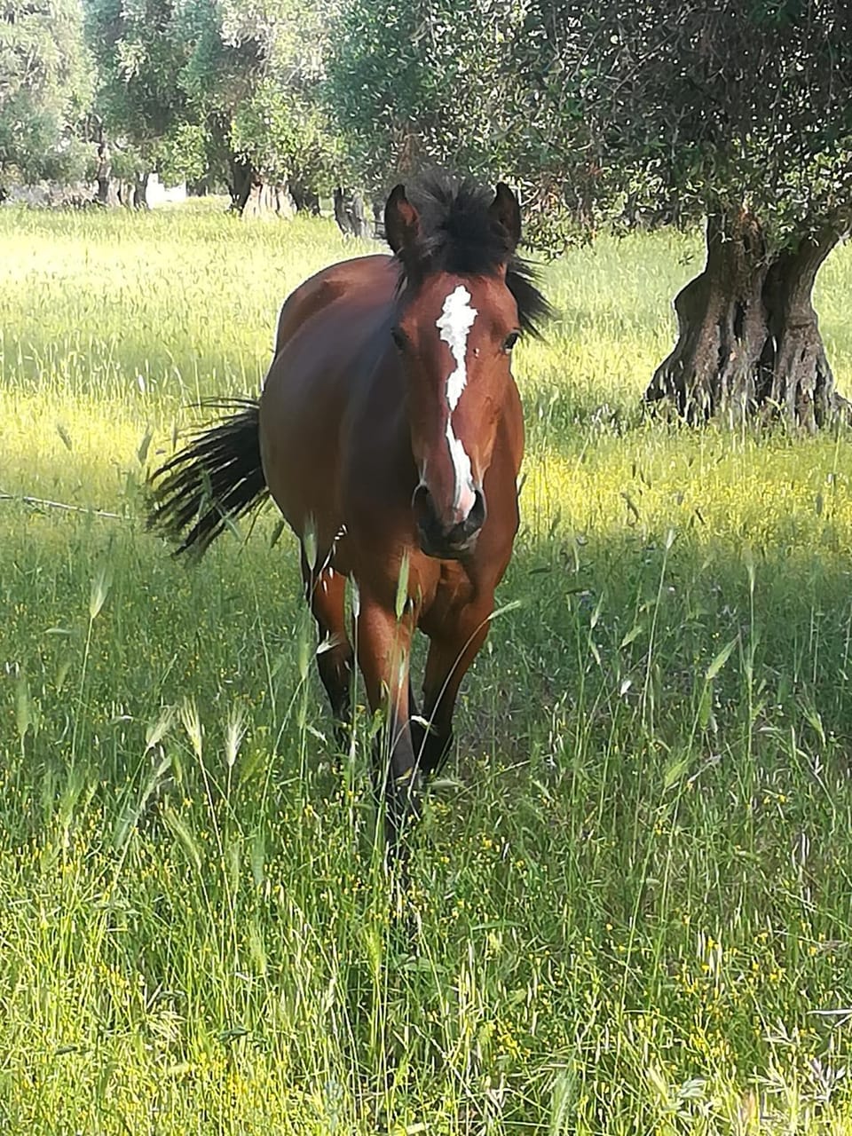 Horse-riding