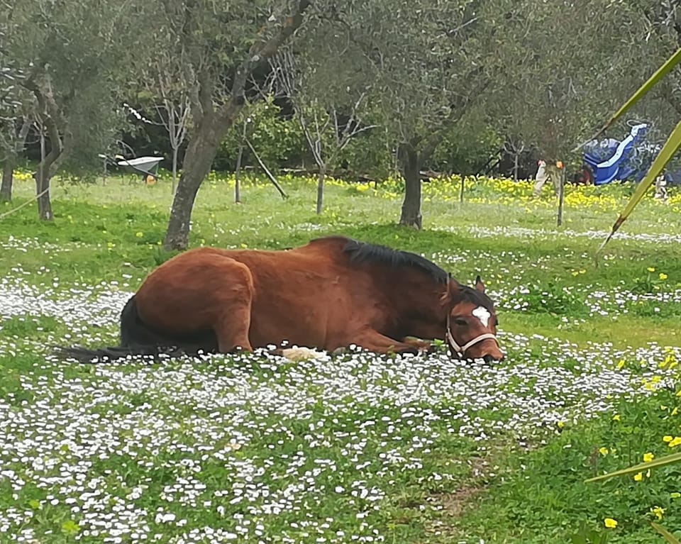 Animals