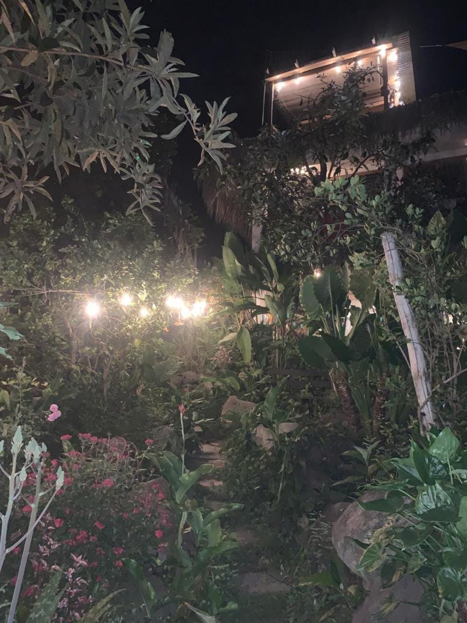 Night, Garden, Garden view