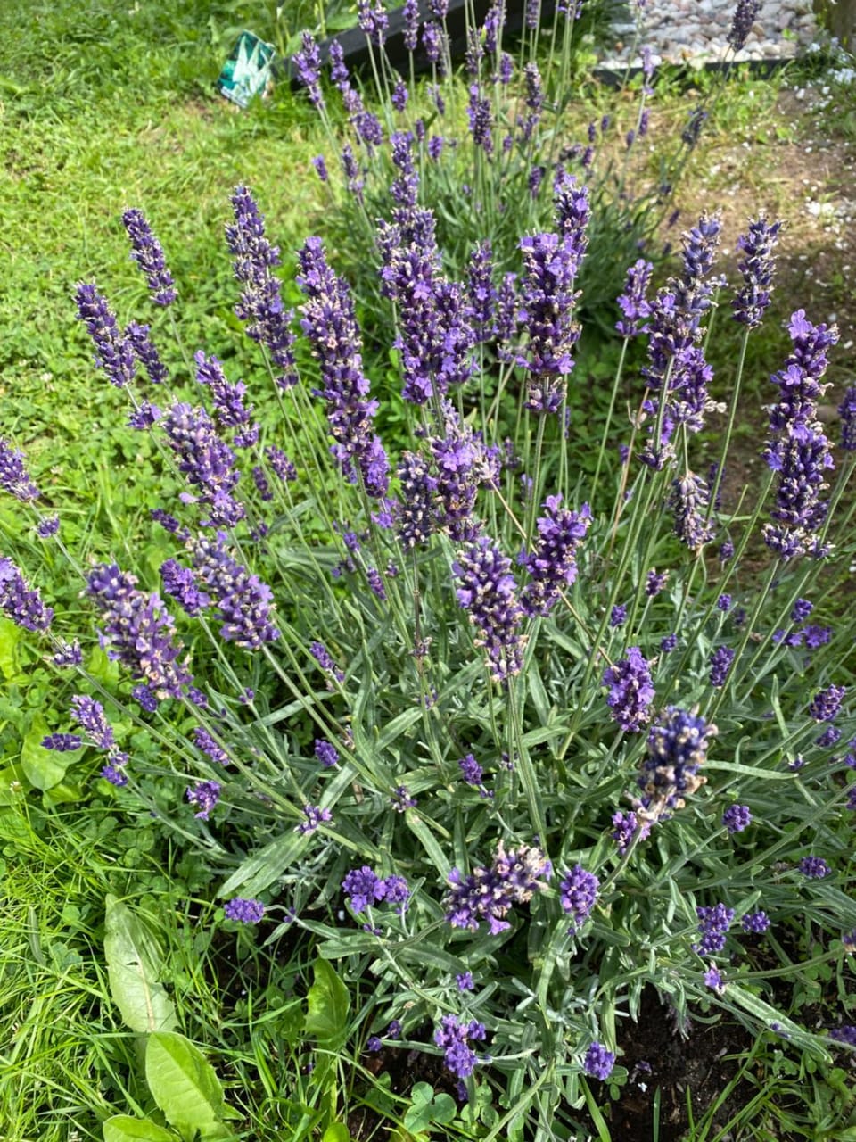 Garden, Garden