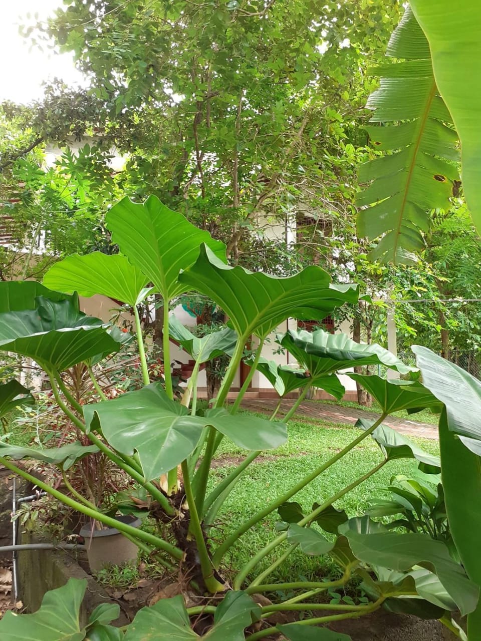 Garden view