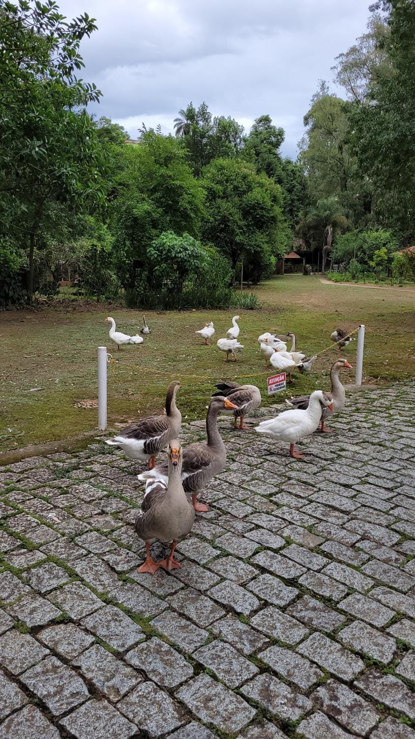Natural landscape, Animals