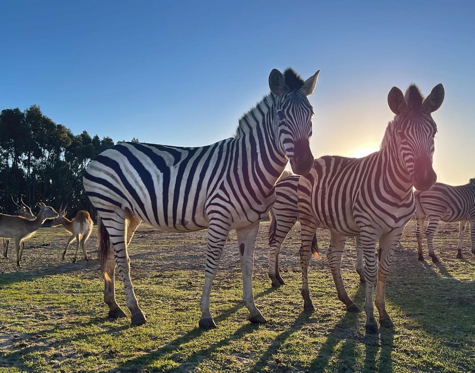 Animals